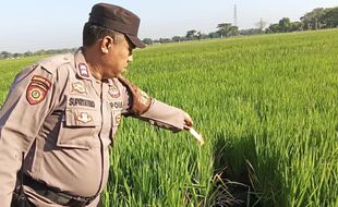 Warga Mageru Sragen Ditemukan Meninggal di Areal Persawahan