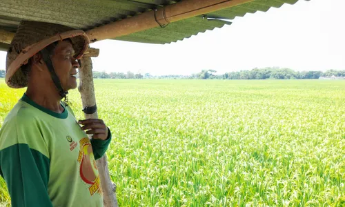 Kisah Petani Sragen Dibayar Rp20 Juta Meski Tanaman Padi Baru Berbunga