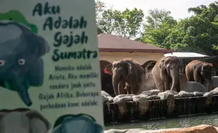 Koleksi Baru Dua Ekor Gajah Sumatra di Gembira Loka Zoo Yogyakarta