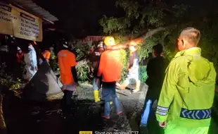 Dampak Hujan Disertai Angin, Pohon Tumbang Timpa 2 Warung dan 1 Motor di Kroyo Sragen