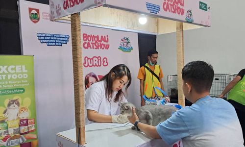 Serius Piara Kucing untuk Kontes, Dana Perawatan Bisa Jutaan Rupiah