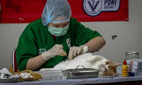 Cegah Rabies, Pemkot Semarang Gelar Vaksinasi & Sterilisasi Kucing Anjing