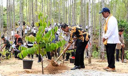 Presiden Jokowi Canangkan Hutan Pendidikan Wanagama Nusantara di IKN