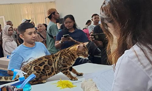 Puluhan Kucing Lucu Tampil di Kontes Boyolali Cat Show 2024