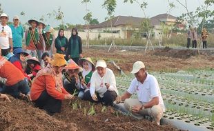 Gandeng BRIN, Mbak Ita Tanam Bawang Merah Lokananta, Bisa Panen 20 Ton/Hektare