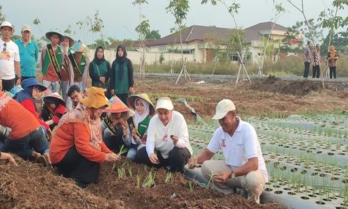 Gandeng BRIN, Mbak Ita Tanam Bawang Merah Lokananta, Bisa Panen 20 Ton/Hektare