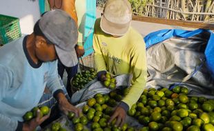 BRI Dampingi Petani Jeruk Semboro di Jember Terapkan Pertanian Berkelanjutan