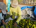 BRI Dampingi Petani Jeruk Semboro di Jember Terapkan Pertanian Berkelanjutan