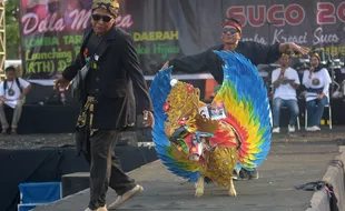 Aksi Domba Berkostum Unik Tampil di Ajang Domba Fashion Carnival Jember