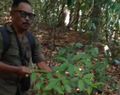 Dehaasia, Flora Endemik Langka Ditemukan di TN Meru Betiri Jember