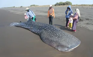 Hiu Tutul Panjang 7 Meter Terdampar di Pantai Getem Jember