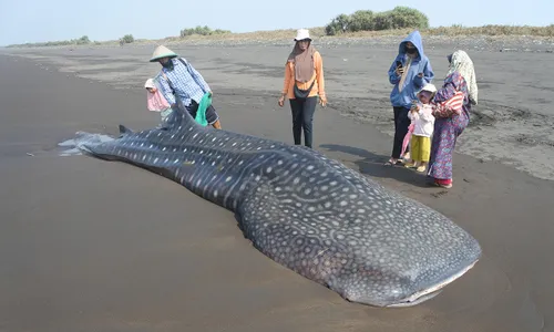 Hiu Tutul Panjang 7 Meter Terdampar di Pantai Getem Jember