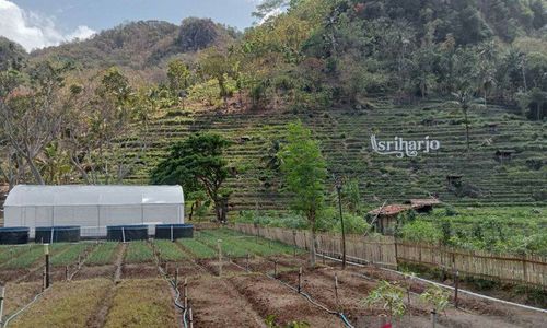 Mengenal Desa Wisata Srikeminut di Bantul, Wisatawan Bisa Bertani hingga Beternak