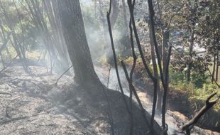 Kebakaran Hutan dan Lahan Terjadi di Lereng Gunung Lawu