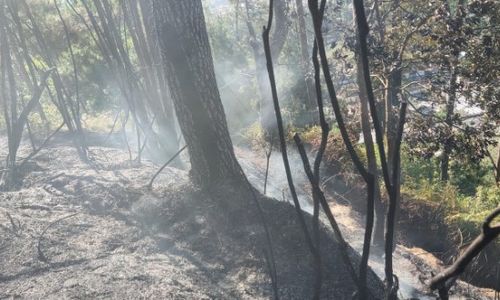 Kebakaran Hutan dan Lahan Terjadi di Lereng Gunung Lawu