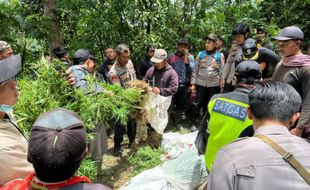 Polisi Temukan Ratusan Tanaman Ganja di Lereng Gunung Semeru Lumajang