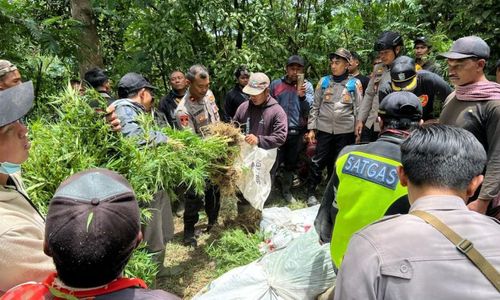 Polisi Temukan Ratusan Tanaman Ganja di Lereng Gunung Semeru Lumajang