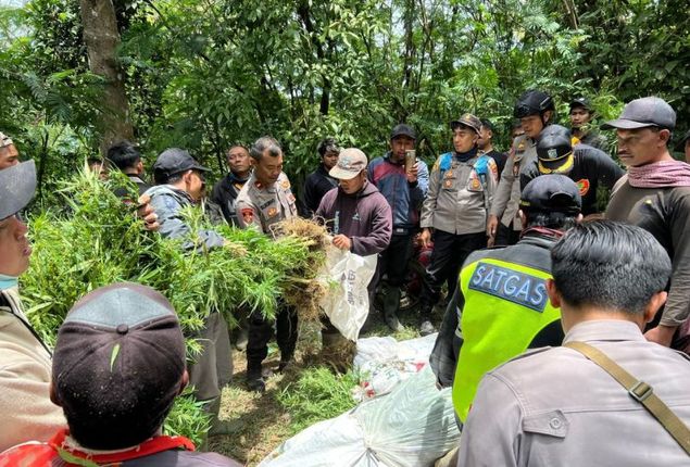 Polisi Temukan Ratusan Tanaman Ganja di Lereng Gunung Semeru Lumajang