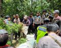 Polisi Temukan Ratusan Tanaman Ganja di Lereng Gunung Semeru Lumajang