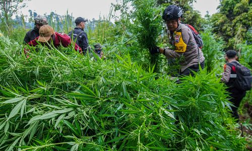 Polres Lumajang Temukan Ladang Ganja di Lereng Gunung Semeru