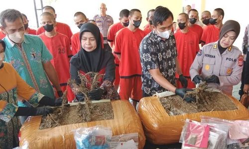 Buntut Pengedar Ditangkap di Bantul, Polda DIY Ungkap Ladang Ganja di Gayo Lues