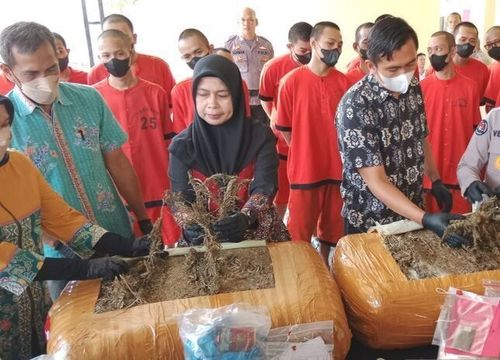 Buntut Pengedar Ditangkap di Bantul, Polda DIY Ungkap Ladang Ganja di Gayo Lues