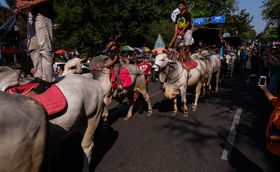 Puluhan Sapi Tunggang & Andong Semarakkan Peringatan Harhubnas di Solo