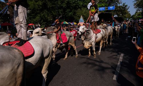 Puluhan Sapi Tunggang & Andong Semarakkan Peringatan Harhubnas di Solo