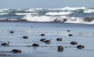 Lestarikan Penyu Lekang, Ratusan Tukik Dilepasliarkan di Pantai Sodong Cilacap