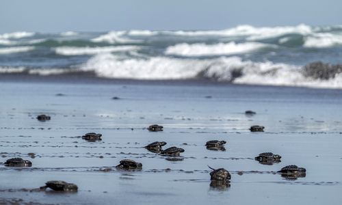 Lestarikan Penyu Lekang, Ratusan Tukik Dilepasliarkan di Pantai Sodong Cilacap