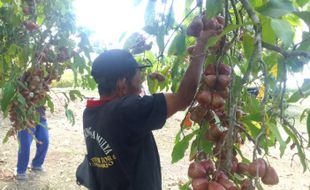 Musim Kemarau, Petani Jambu Air di Desa Pranan Sukoharjo Raup Keuntungan Rp10 Juta