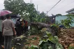 Pohon Tumbang Nyaris Menimpa Mobil di Ngadiluwih Karanganyar