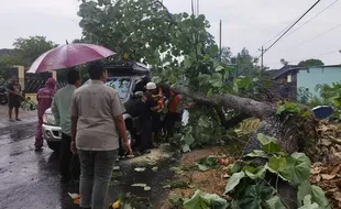 Pohon Tumbang Nyaris Menimpa Mobil di Ngadiluwih Karanganyar