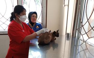 Senangnya Pemilik Anabul di Salatiga, Kucing-Anjing Peliharaan Dapat Vaksin Rabies Gratis