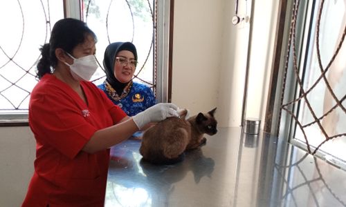 Senangnya Pemilik Anabul di Salatiga, Kucing-Anjing Peliharaan Dapat Vaksin Rabies Gratis