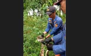 Damkar Sragen Evakuasi Ular Piton Sepanjang 3 Meter