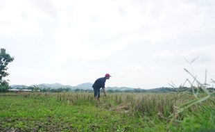 Meski Sempat Hujan 3 Hari, Petani Wonogiri Diimbau Tak Buru-Buru Tanam Padi