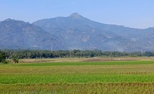 Kebakaran di Gunung Telomoyo Sudah Padam, Petugas Lakukan Penyisiran