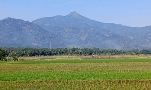 Kebakaran di Gunung Telomoyo Sudah Padam, Petugas Lakukan Penyisiran