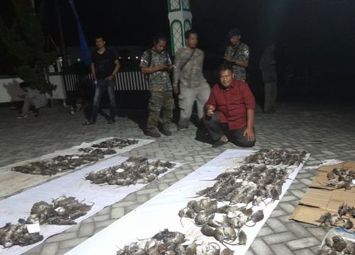 Keras! Warga Minggir Sleman Gelar Lomba Menembak Tikus untuk Tekan Gagal Panen