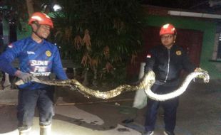 Serem! Ular Sowo Kembang 4 Meter Ngumpet di Gorong-gorong dekat Masjid Kalasan