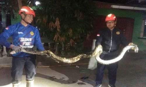 Serem! Ular Sowo Kembang 4 Meter Ngumpet di Gorong-gorong Dekat Masjid Kalasan