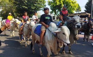 Parade Gerobak Sapi dan Andong Kuda Meriahkan Perayaan Harhubnas di CFD Solo