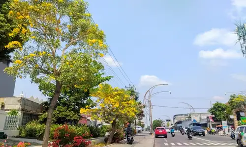 Bukan Jepang, Bunga Tabebuya yang Bermekaran di Solo Ternyata dari Brasil