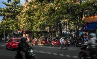 Berasa di Jepang, Bunga Tabebuya Bermekaran di Kawasan Pasar Gede Solo