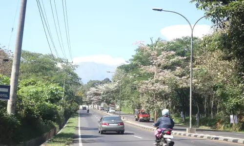 Eksotis! Bunga Tabebuya Mekar, JLS Salatiga Bak Jalanan di Jepang