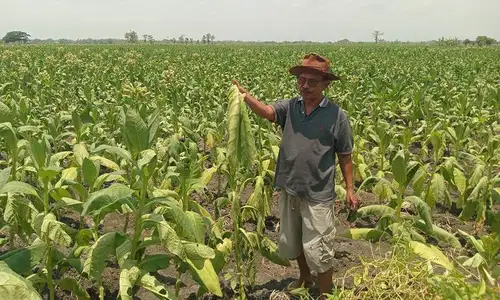 Diguyur Hujan, Petani Tembakau di Ngawi Menjerit Terancam Gagal Panen