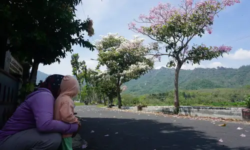 Cantiknya, Bunga Tabebuya Bermekaran di Jalan Persawahan Kepatihan Wonogiri