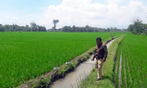 Bulog Tawarkan Kerja Sama Penyerapan Gabah Petani Sragen