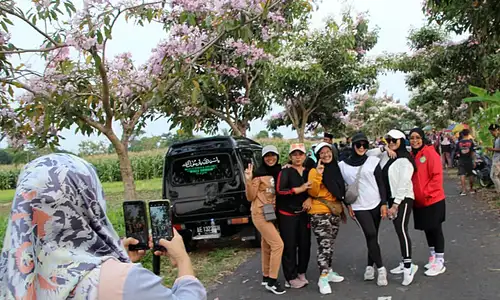 Emak-emak hingga Anak Muda Berburu Indahnya Bunga Tabebuya di Klaten